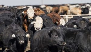 Deadline is Sept. 15 to file a claim in JBS settlement