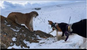 South Dakota GF&P Commission expands use of dogs to hunt mountain lions