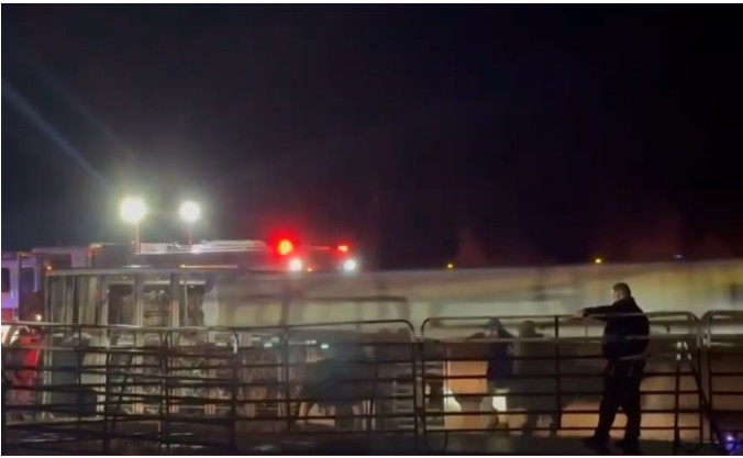 Cattle truck overturns, load of calves survive