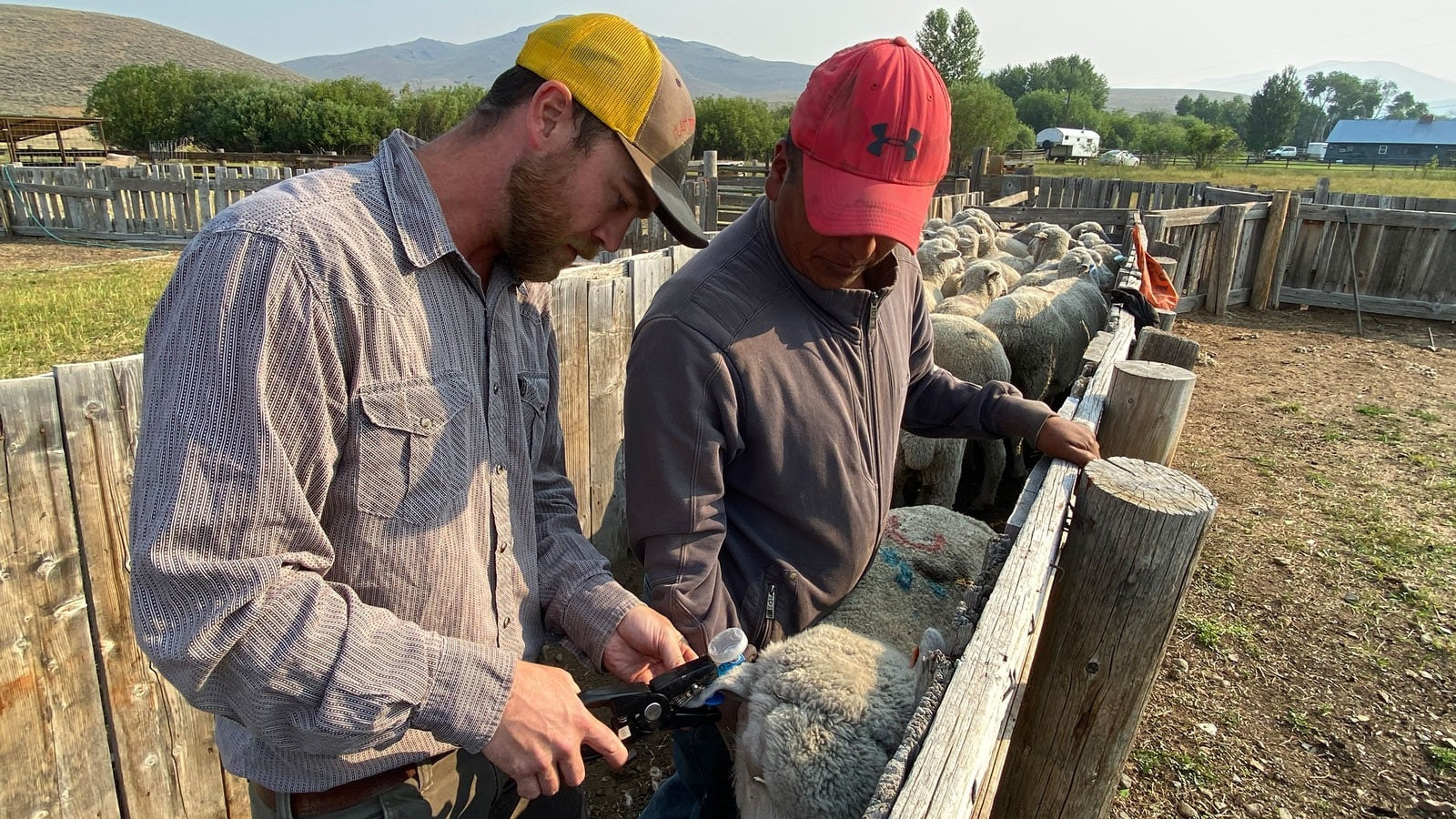 Flashing Ear Tags Show Promise for Deterring Livestock Predators