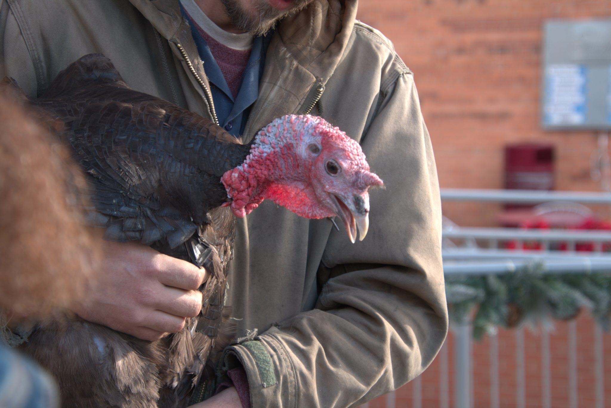 PHOTO: Mayor Proclaims Fifth Pardoning Of Thanksgiving Turkey