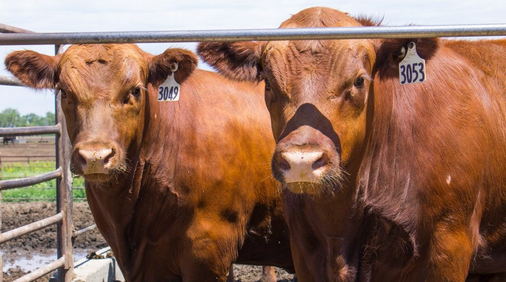 New beef packer in Nebraska introduces “innovative” fed cattle grid