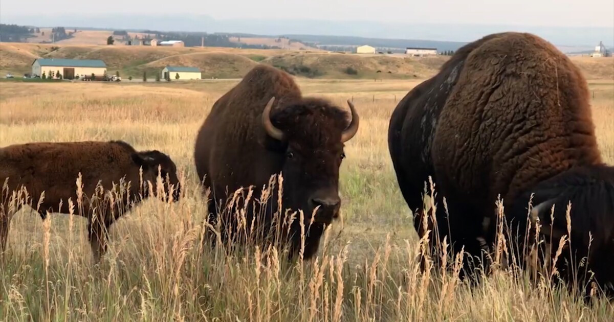 BLM cancels American Prairie Reserve grazing permits for bison