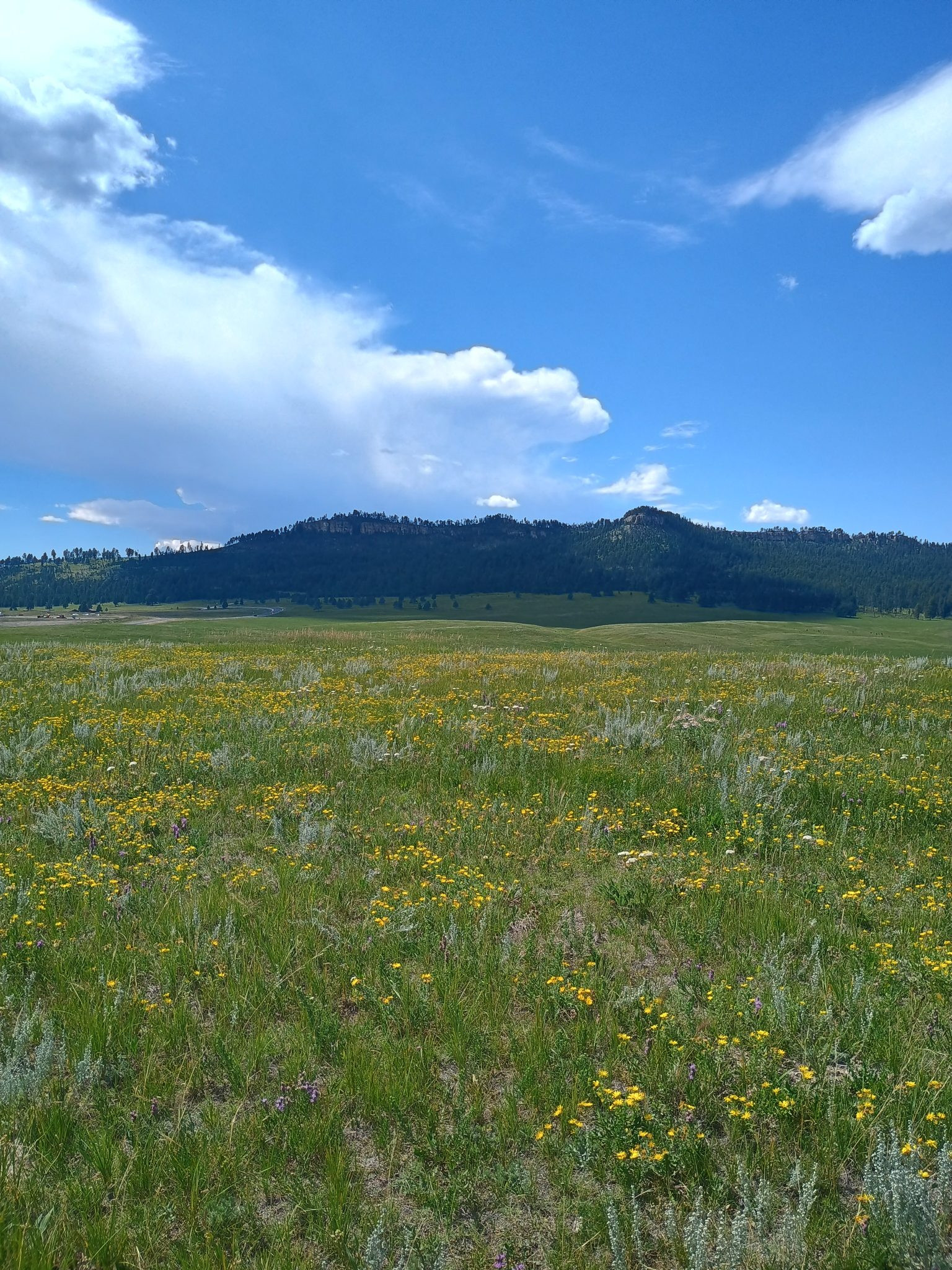 NDN Collective Files Lawsuit Against U.S. Forest Service