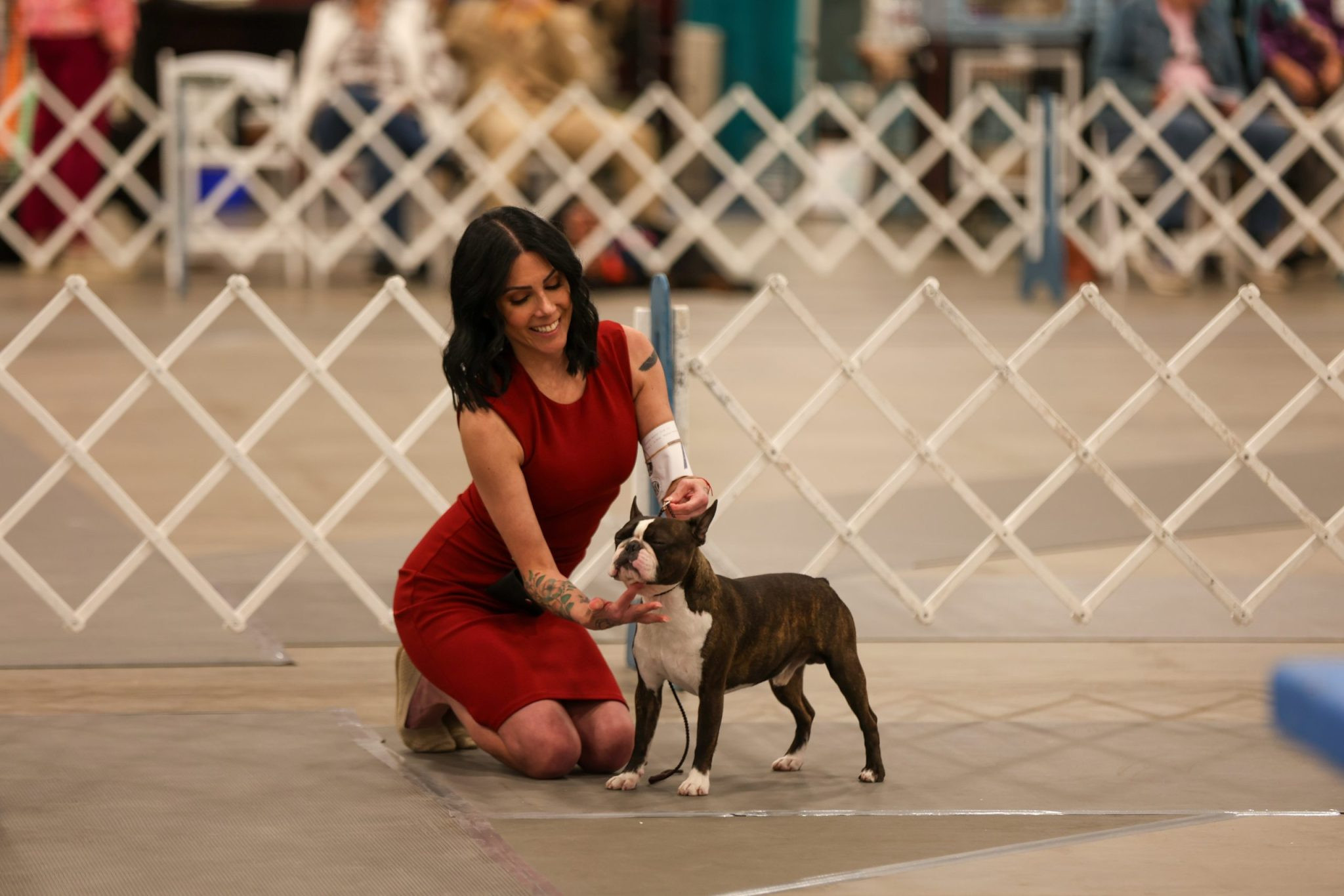 Black Hills Breeder Prepares Trio of Boston Terriers for Rapid City Kennel Club Dog Show