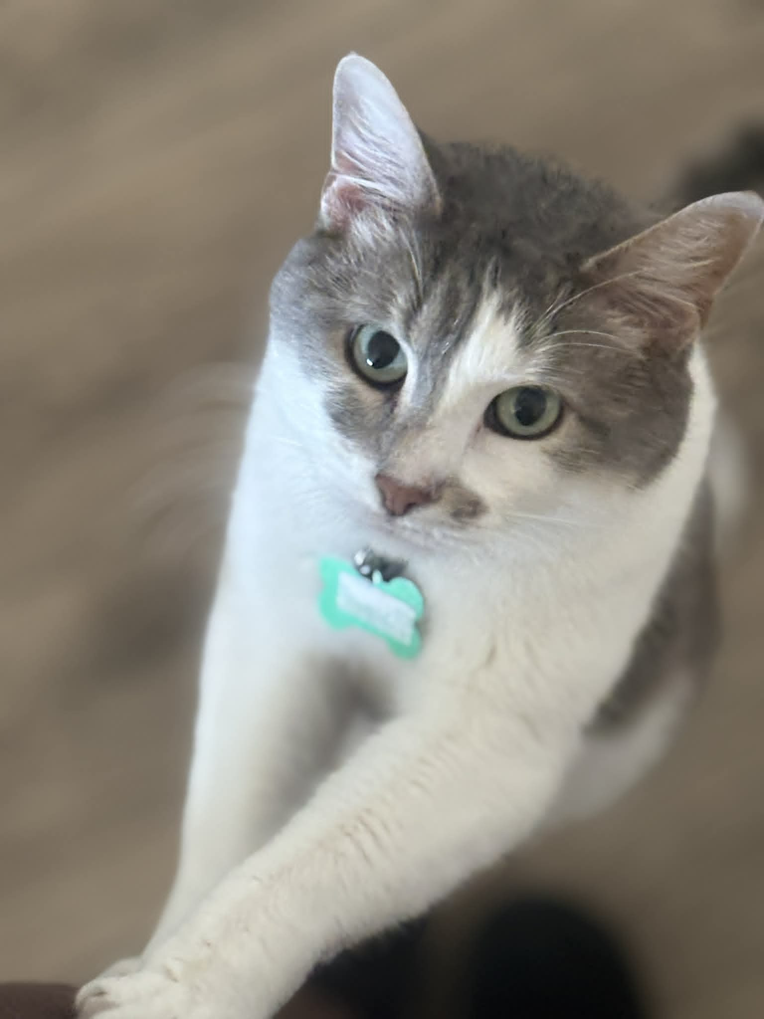 “A Place For Meow” Of The Week