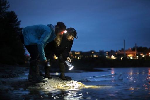 Eel populations are falling, and new protections were defeated. Japan and the US opposed them