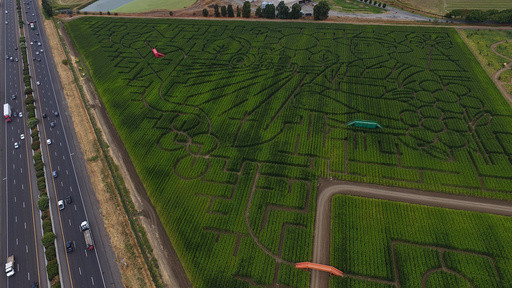 Giant Northern California corn maze lets visitors enjoy getting lost