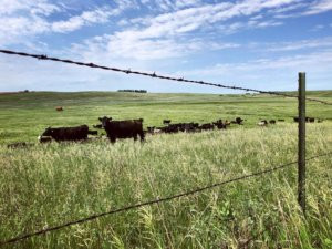 USDA’s NASS to reinstate July Cattle report