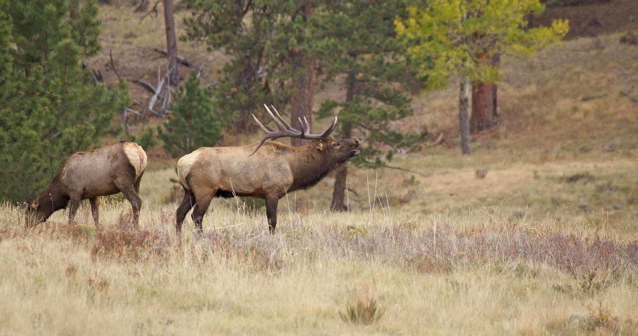 GFP Seeking Public Comment on Elk Management Action Plan